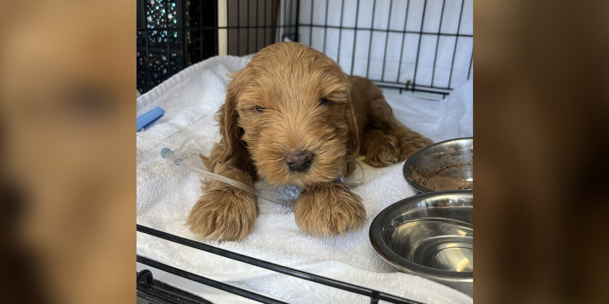Shelter Puppy Couldn’t Even Hold Up His Head — Until Love Taught Him How To Run
