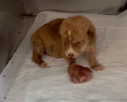Rescuer Finds Abandoned Newborn Puppy With A Paw So Big He Feared The Worst
