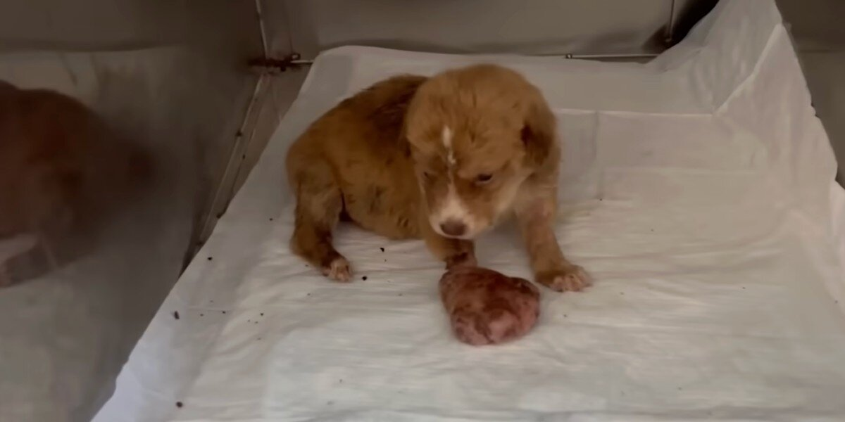 Rescuer Finds Abandoned Newborn Puppy With A Paw So Big He Feared The Worst