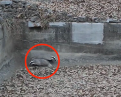 Hikers Spot ‘Something Wrong’ In An Abandoned Reservoir — And Realize Two Lives Depend On Them