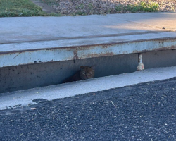 Woman Hears Crying From A Storm Drain — Then Learns The Three-Legged Cat Inside Is 14 Years Old