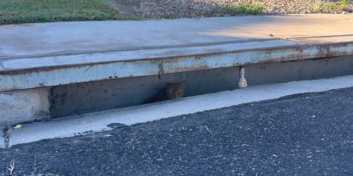Woman Hears Crying From A Storm Drain — Then Learns The Three-Legged Cat Inside Is 14 Years Old