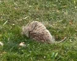 Family Comes Home To What Looks Like A ‘Breathing Rock’ — Then It Stands Up And Starts Limping