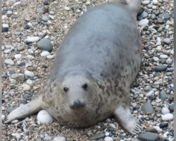 Seal Saved As An Orphan Returns Years Later — This Time With A Baby By Her Side