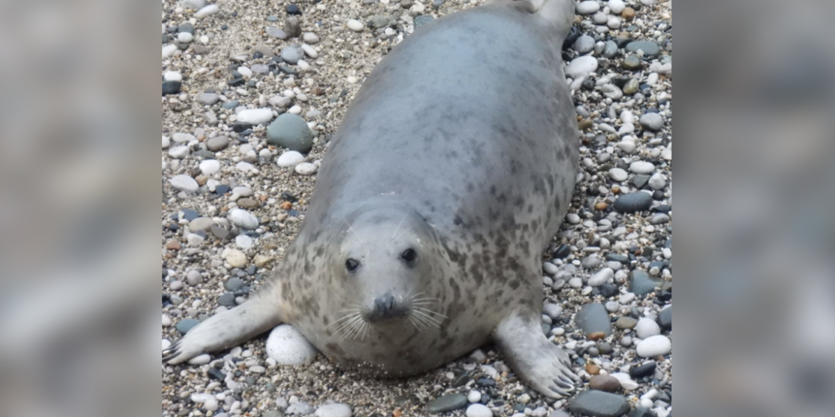 Seal Saved As An Orphan Returns Years Later — This Time With A Baby By Her Side