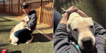Sweet Shelter Dog Gives Hugs To Everyone She Meets While Waiting For A Family