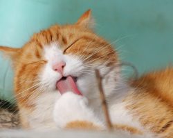 Why Do Cats Go Crazy For Catnip? The Science Behind The Obsession