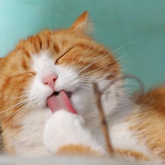 Why Do Cats Go Crazy For Catnip? The Science Behind The Obsession