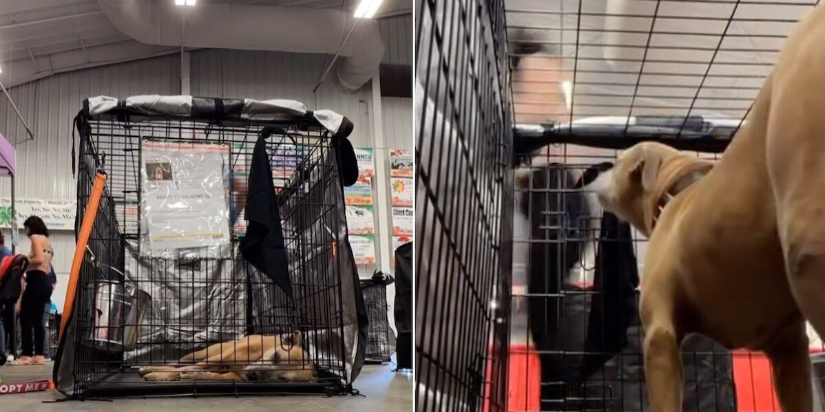 Shelter’s Longest Resident Gets Overlooked At Adoption Event — Until One Person Makes The Sweetest Decision