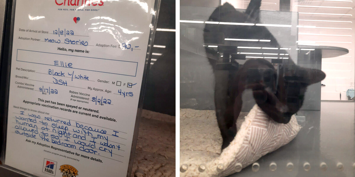 Returned For ‘Too Many Cuddles,’ This Cat Finds The Perfect Lap Just In Time For Christmas