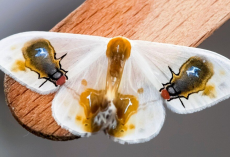 This Moth Pretends To Be Flies And Bird Poop — And It Actually Works