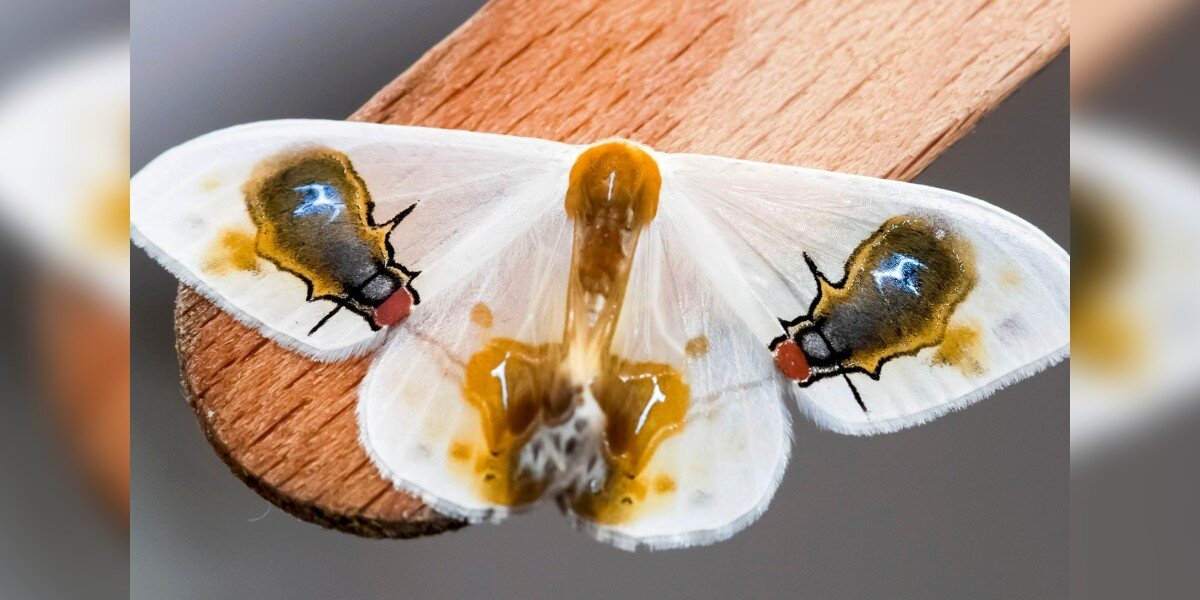 Unusual Moth Tricks Everyone Into Believing He's Just Flies And Bird Poop