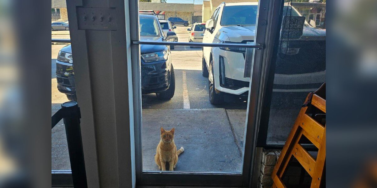 Stray Cat Wanders Into Italian Restaurant — And Gets Hired On The Spot