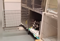 Tiny Snores Lead Rescuers To Escaped Opossum’s Hilarious Hiding Spot