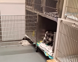 Tiny Snores Lead Rescuers To Escaped Opossum’s Hilarious Hiding Spot