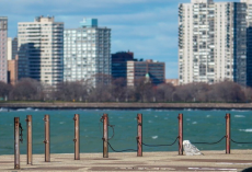 ‘Arctic’ Owl Shocks Chicago Residents After Landing On Busy City Pier
