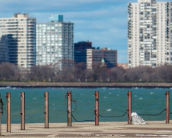 ‘Arctic’ Owl Shocks Chicago Residents After Landing On Busy City Pier