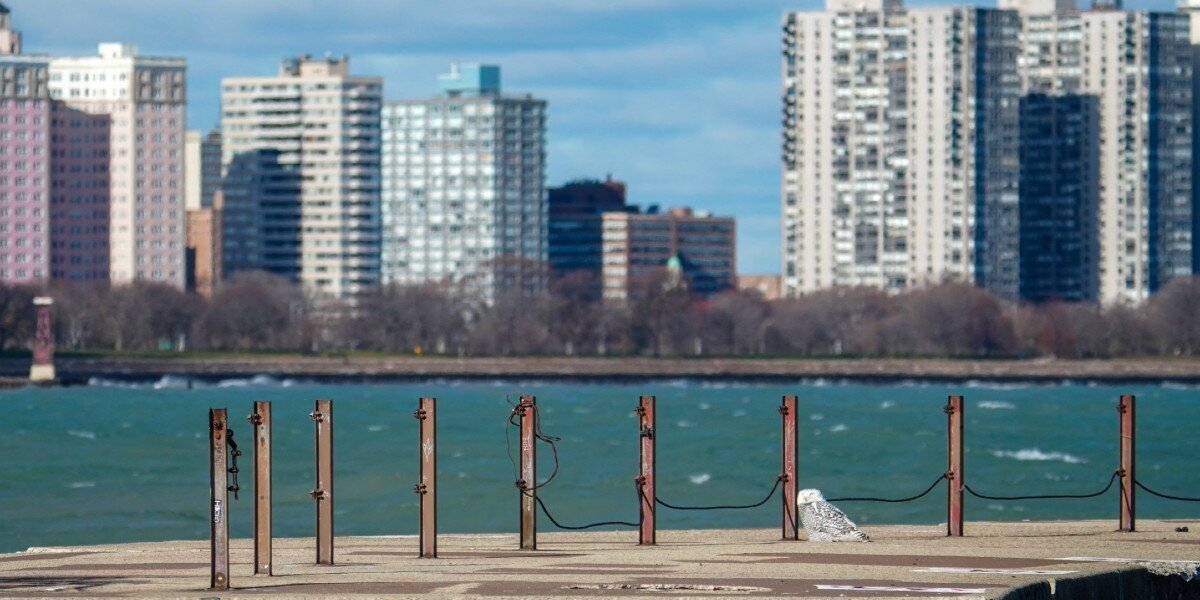 ‘Arctic’ Owl Shocks Chicago Residents After Landing On Busy City Pier
