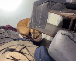 Dog Found In Snowy Abandoned House Was Protecting Five Tiny Newborns