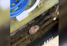 Woman Notices ‘Fuzzy Lump’ On Dock — Then Sees It Move Just As Tide Rolls In