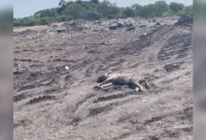 Comatose Hyena Found In Blazing Landfill Makes Stunning Comeback