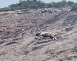 Comatose Hyena Found In Blazing Landfill Makes Stunning Comeback
