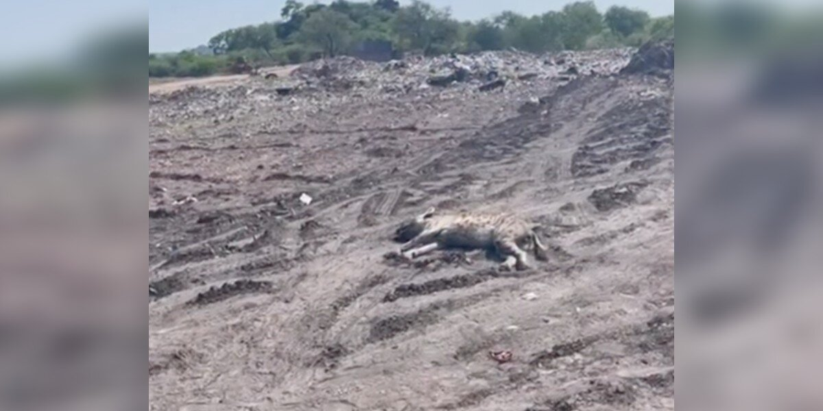 Comatose Hyena Found In Blazing Landfill Makes Stunning Comeback