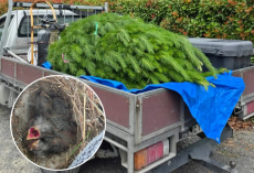Family Sets Up Christmas Tree — Then Three Tiny Heads Pop Out Of The Branches