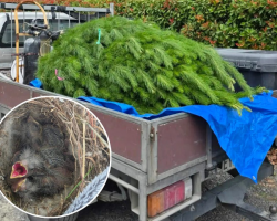 Family Sets Up Christmas Tree — Then Three Tiny Heads Pop Out Of The Branches