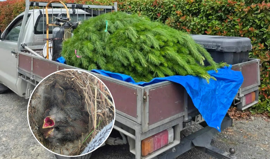 Family Sets Up Christmas Tree — Then Three Tiny Heads Pop Out Of The Branches