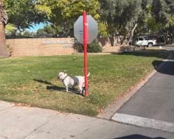 Dog Left Tied To Stop Sign Waits Faithfully — Not Knowing Her Family Isn’t Coming Back