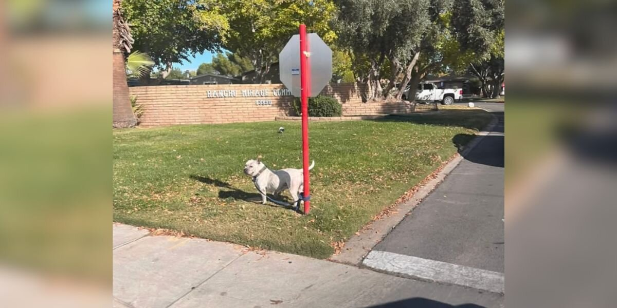 Dog Left Tied To Stop Sign Waits Faithfully — Not Knowing Her Family Isn’t Coming Back