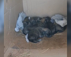 Stray Dog Runs Up To Rescuer — And Leads Her Straight To A Box Of Newborn Puppies