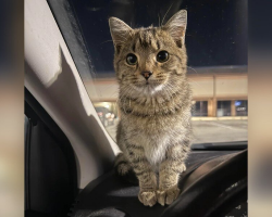 Shivering Kitten Leaps Into Stranger’s Car — And Finds The Home She Was Waiting For