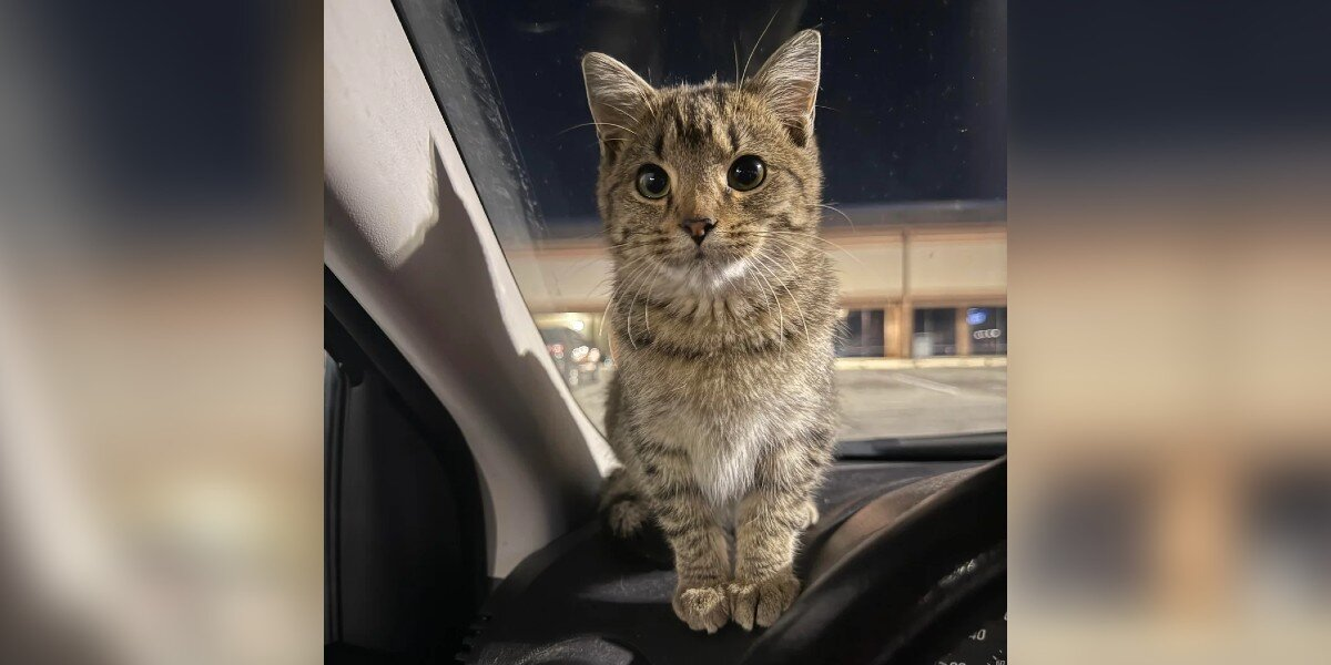 Shivering Kitten Leaps Into Stranger’s Car — And Finds The Home She Was Waiting For