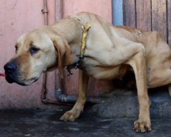 Starving Dog Who Lived His Life On A Chain Is A Big Goofy Baby Now