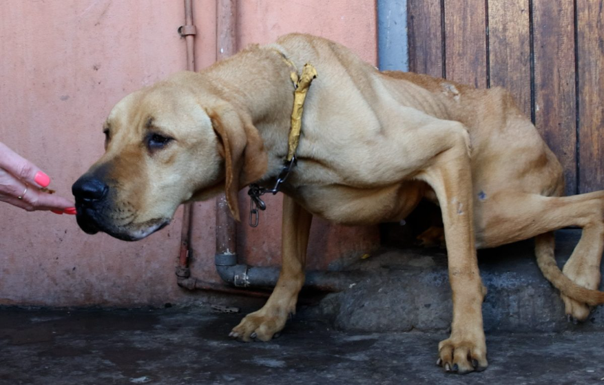Starving Dog Who Lived His Life On A Chain Is A Big Goofy Baby Now