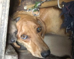 Mama Dog Hides Her Babies in a Shed When She Gets Shot