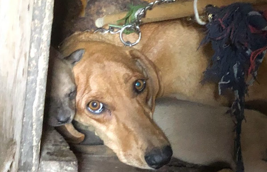 Mama Dog Hides Her Babies in a Shed When She Gets Shot