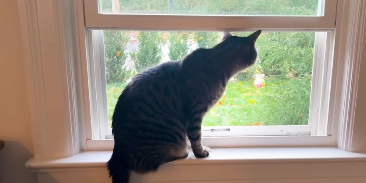 Her Cat Wouldn’t Stop Crying At The Window — Then They Realized He Was Sounding The Alarm