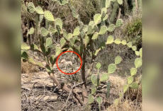 Abandoned In A Cactus Field, Six Terrified Puppies Clung To Each Other For Survival