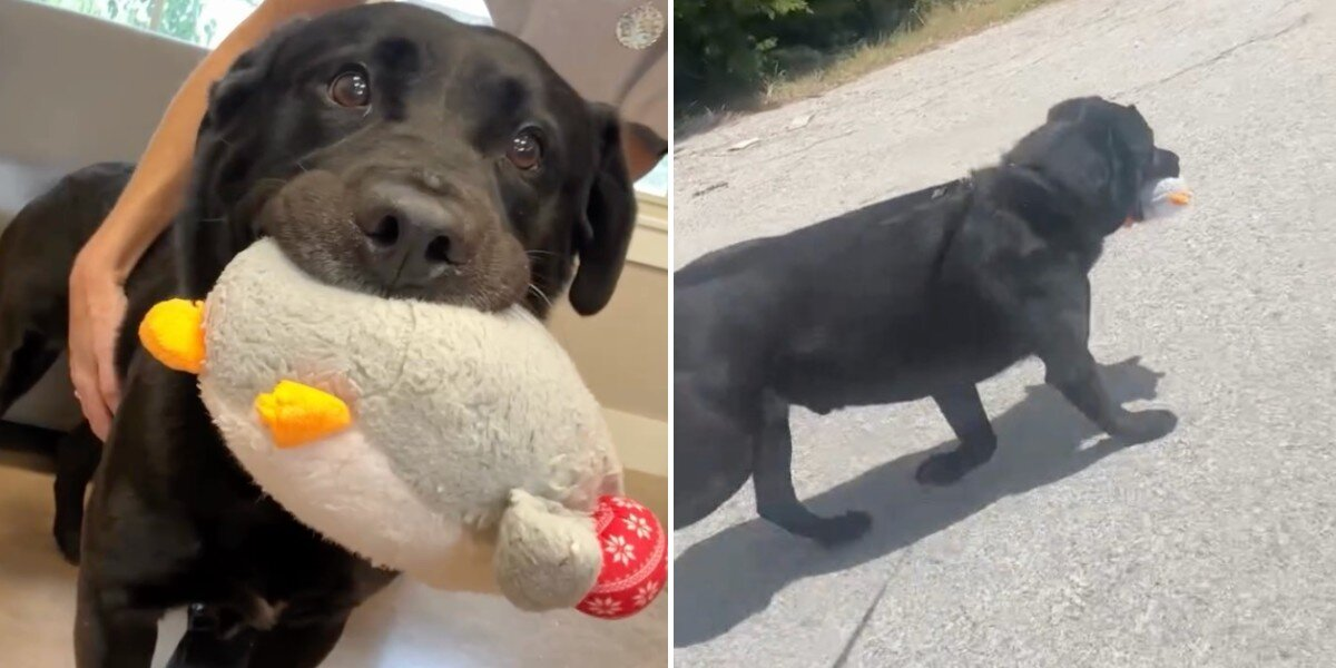 For 10 Months, This Shelter Dog Has Held His Plush Toy Tight — Hoping Someone Will Finally Choose Him