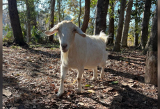 Lonely Goat Trapped On Tiny Island Finally Gets The One Thing She Was Missing