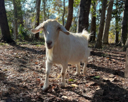 Lonely Goat Trapped On Tiny Island Finally Gets The One Thing She Was Missing