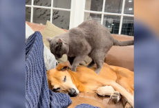 Senior Dog Starts Losing Mobility — So His Cat Brother Becomes His Personal Masseuse