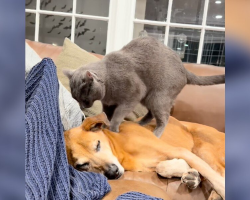 Senior Dog Starts Losing Mobility — So His Cat Brother Becomes His Personal Masseuse