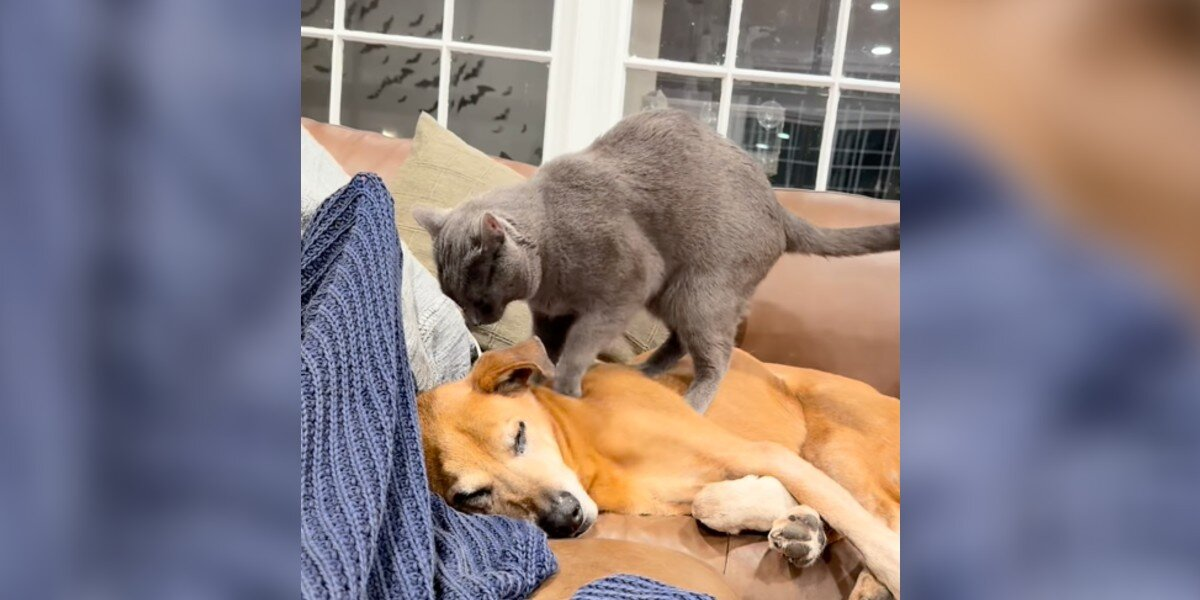 Senior Dog Starts Losing Mobility — So His Cat Brother Becomes His Personal Masseuse