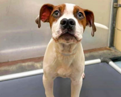 All His Siblings Were Adopted — But This Puppy Was Left Behind Because Of His ‘Different’ Nose