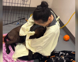 He Was Too Weak to Stand — Days Later, This Shelter Puppy Let Himself Out of the Hospital
