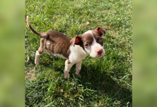 He Was Just 3 Pounds And Eating Trash — Now This Once-Starving Puppy Has The Happiest Life